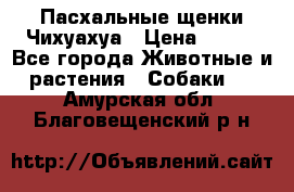 Пасхальные щенки Чихуахуа › Цена ­ 400 - Все города Животные и растения » Собаки   . Амурская обл.,Благовещенский р-н